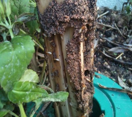 ������ʴ����