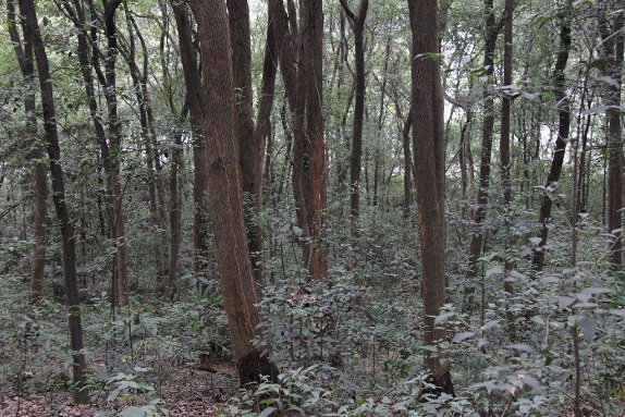 ����Ϊ��԰��